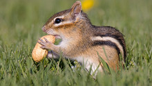 Chipmunk With A Peanut