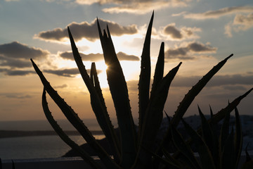 Poster - Aloe Vera at sunset