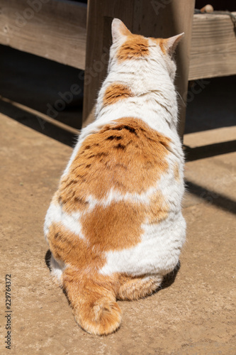 日本の猫 白茶デブネコの背中 Foto De Stock Adobe Stock