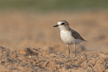 Wall Mural - An adult Kentish plover (Charadrius alexandrinus) foraging in the desert on the island of Cape verde