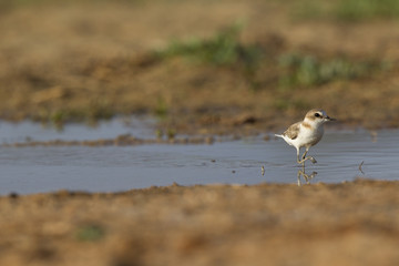 Wall Mural - An adult Kentish plover (Charadrius alexandrinus) foraging in the desert on the island of Cape verde