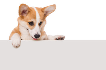 Wall Mural - Welsh corgi dog looking over a wall isolated on white background