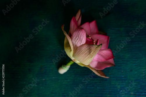 Pink Lotus Flower Buy This Stock Photo And Explore Similar