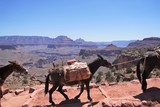 Fototapeta Kosmos - horses in the grand canyon