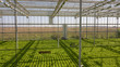 Big bright greenhouse with fresh lettuce salad. Organic hydroponic vegetable cultivation farm. Healthy life