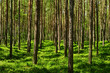 Evergreen coniferous pine forest with green bilberry plants on the forest floor. Pinewood with Scots or Scotch pine Pinus sylvestris trees growing in Pomerania, Poland.