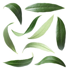 set with green olive leaves on white background