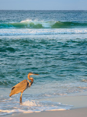 Wall Mural - Great Blue Heron Wading in the Surf on a Florida Beach