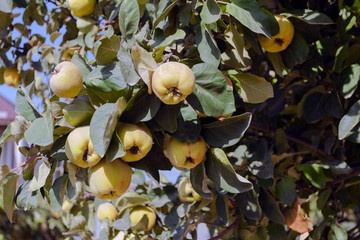 ripe yellow quince on the tree