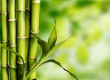 Fototapeta Dziecięca - Many bamboo stalks  on background