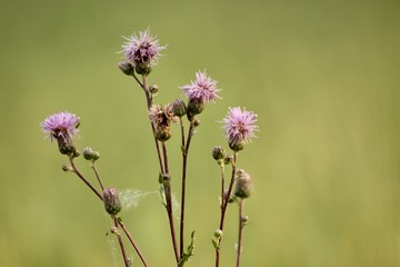 Wall Mural - thistle in the field