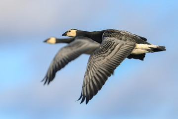 barnacle goose