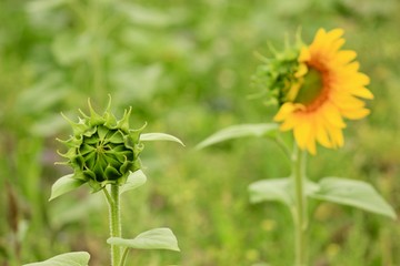 Wall Mural - green flowering sunflower