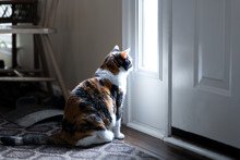 Sad, Calico Cat Sitting, Looking Through Small Front Door Window On Porch, Waiting On Hardwood Carpet Floor For Owners, Left Behind Abandoned