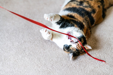 Closeup of playful calico cat, lying on back, playing with red stripe toy in living room, house, home on carpet floor, biting, catching with paws above, meowing, hissing, open, opened mouth