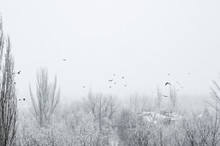 Winter Landscape - Snow Storm, Snow Covered Trees And Black Birds