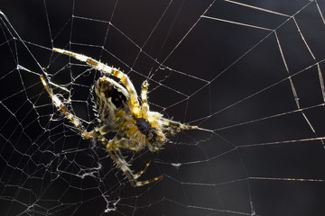 spider spinning net