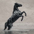 Black horse in water like black gold