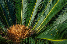 Cycad Scientific Name Is Cycas Circinalis L. Families Cycadaceae. Cycas Close Up With Lyzard On The Heart Of The Palm, Flower And Plant 