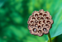 Lotus Seed Pod Closeup With Blurred Background