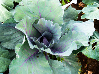 Cabbage plants cultivated with natural methods