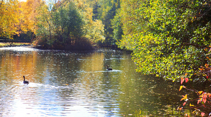 Two black swans float in park lake. Autumn background.