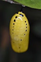 Wall Mural - caterpillar on leaf