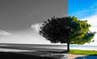 Black and White / Color image of a tree on the bank of Lake Michigan
