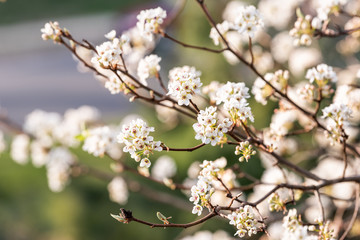 Wall Mural - White cherry blossom sakura tree macro closeup with flower petals in spring, springtime Washington DC Northern Virginia, branches, background