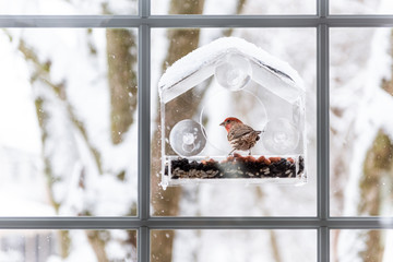 Wall Mural - One male red house finch bird sitting perched on plastic glass window feeder during heavy winter snow colorful in Virginia, snow flakes falling