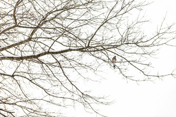 one blue jay, cyanocitta cristata, bird sitting perched on tree branch during heavy winter covered i