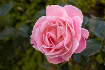 a large pink rose in autumn
