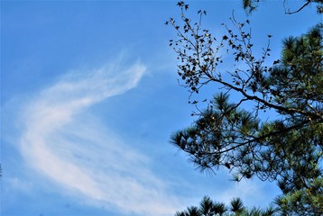 The tip of tree against blue sky with white clouds, Summer in GA USA.