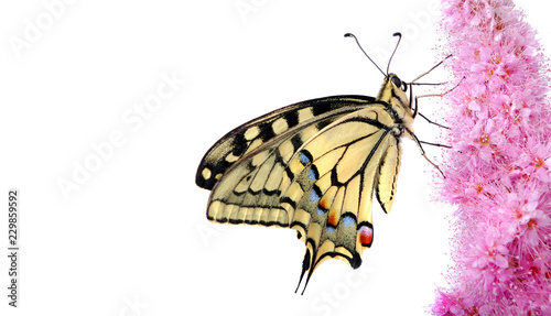 Cuadros en Lienzo Butterfly on a flower isolated on white