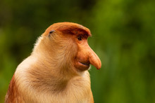 Portrait Of A Wild Proboscis Monkey In The Rainforest Of Borneo