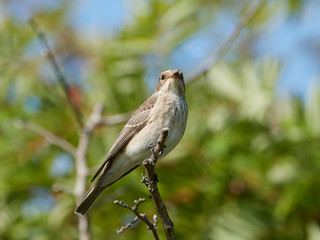 Spotted flycatcher (Muscicapa striata)