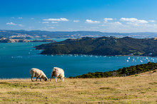 Schafherde Auf Der Insel Waiheke, Neuseeland 