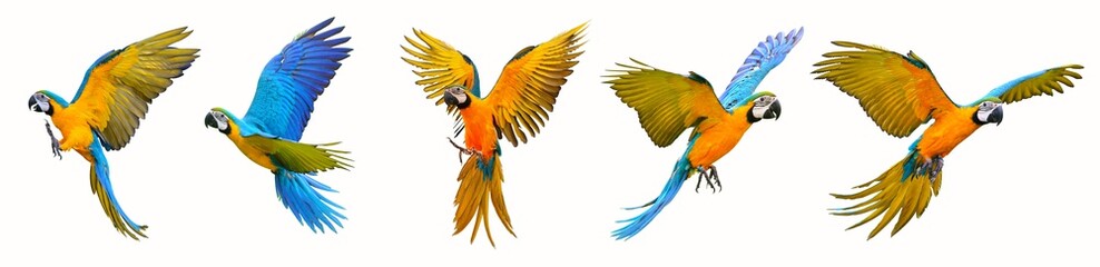 Wall Mural - Set of macaw parrot isolated on white background