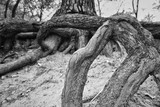 Fototapeta Dziecięca - Big mighty strong roots of old tree, closeup view.