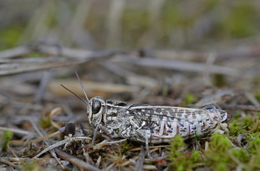 Italy, tuscany, gray grasshopper stands on natural sticks