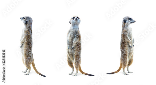 Fotografía Portrait of a three meerkats standing and looking alert isolated on white background
