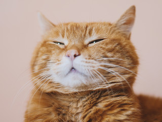 sleepy red cat. soft focus on eyes.