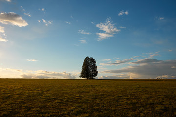 Silhouette of the tree on the meadow at sunset