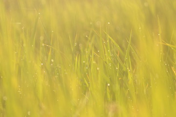 Dew on Fresh green grass with water drops in  in the morning Green Season. Beauty bokeh.