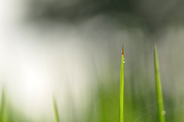 Dew on Fresh green grass with water drops in  in the morning Green Season. Beauty bokeh.