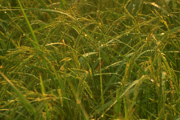 Dew on the ear of paddy and leaves of rice with Sunrise in the morning Green Season.