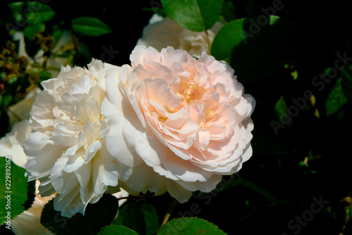 Photographie Hybrid tea white and pink roses.