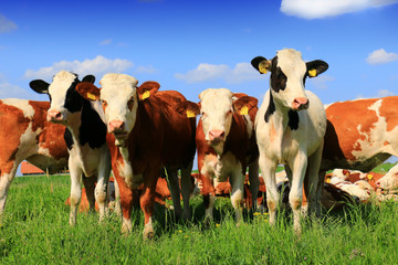 Canvas Print - Calves on the field