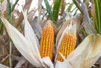 close-up of a cron/maize