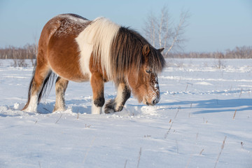 The Yakut breed of horses is the most frost-resistant, having an undercoat and a coat of 8–15 cm long. Even in winter, it can feed on grass from under the snow, shoveling it with its hooves - tebeneva